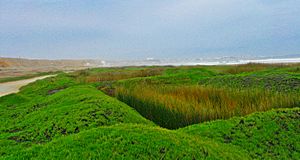 HumedalesHuanchaco