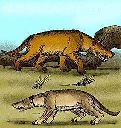 Hyaenodon gigas.jpg