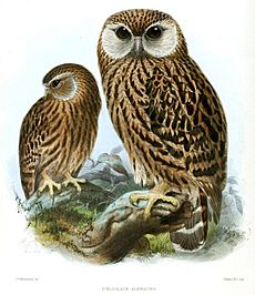 Keulemans Laughing Owl