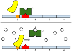 Lac Operon