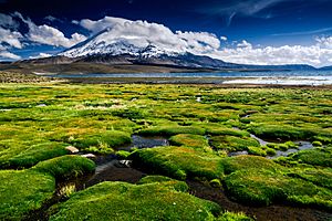 Lago Chungara 01