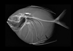 Lampris guttatus X-ray.jpg