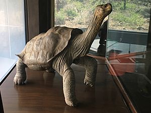 Lonesome George