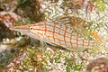 Long-nose Hawkfish