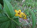 Lysimachia quadrilfolia 6041