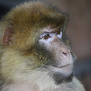 Macaca sylvanus, ZOO Praha 131