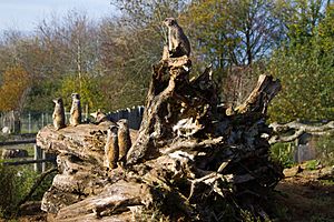 Marwell Meerkats Nov2015