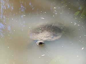 Mary-River-Schildkröte im Australia Zoo.JPG