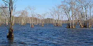 Mathews Brake National Wildlife Refuge