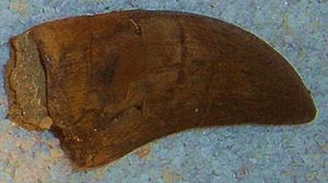 Megalosaurus bucklandi tooth 2