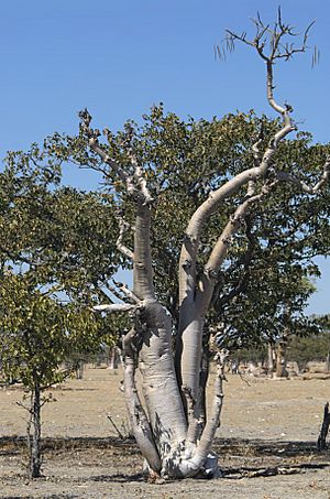 Moringa ovalifolia.jpg