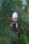 Nephila edulis back