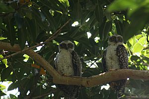 Ninox strenua nestlings