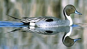 Northern Pintail