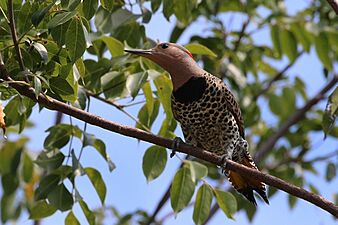 Northern flicker (Colaptes auratus chrysocaulosus) female