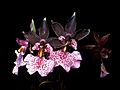 Oncidium nubigenum Orchi 01