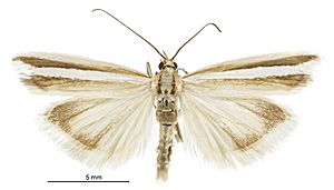 Orocrambus fugitivellus male.jpg