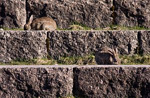 Oryctolagus cuniculus Finnish National Opera