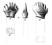 Palaeoscincus costatus.jpg