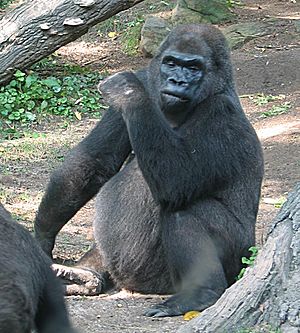 Pattycake gorilla.jpg