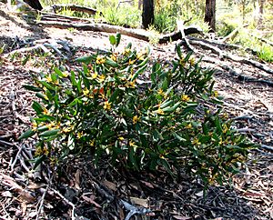 Persoonia confertiflora.jpg