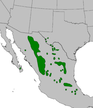 Pinus cembroides range map.png