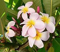 Plumeria (Frangipani)