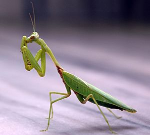 Praying mantis india