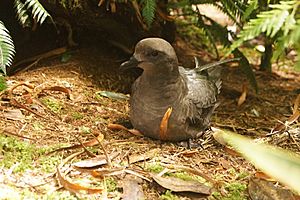 Providence Petrel