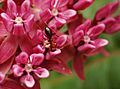 Purple Milkweed Asclepias purpurascens Ant