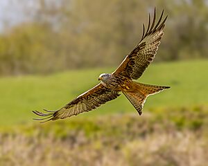 Red Kite (51210126263)