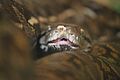 Reticulated Python (2)