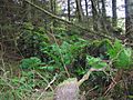 Ruins at Achenbathie