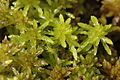 Sphagnum.flexuosum