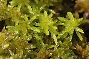 Sphagnum.flexuosum