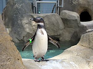 Spheniscus demersus at National Aviary 1