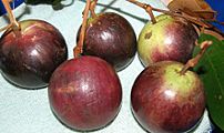 Star Apple (Kaimito)