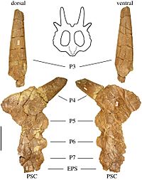 Stellasaurus parietal.jpg