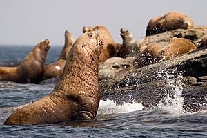 Stellers Sea Lions BC