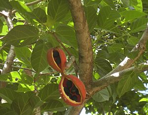 Sterculia quadrifida fruit and foliage.jpg