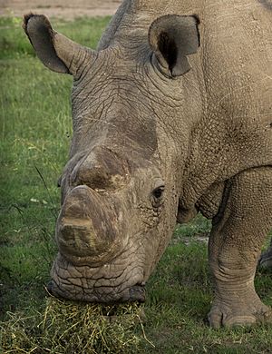 Sudan (Ceratotherium simum cottoni) 2015-05-22.jpg