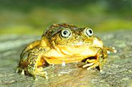 Telmatobius ventriflavum, Peruvian Andes