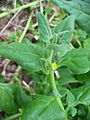 Tetragonia tetragonioides (Flower)