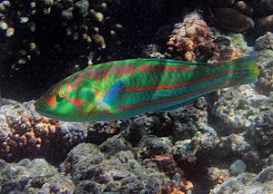 Thalassoma purpureum Réunion 2.jpg