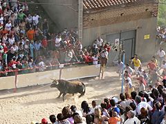 Toro enmaromado - Benavente (Zamora)