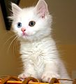 Turkish Van Cat