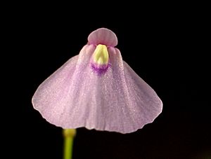 Utricularia dichotoma.jpg