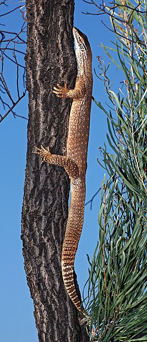 Varanus-gouldii