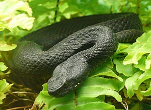 Vipera kaznakovi (5).jpg