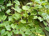 Vitis riparia HabitusLeavesFruits BotGardBln0906